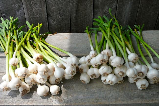 grow your own garlic blog space for life