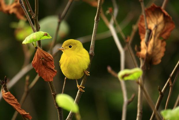 Créez votre jardin pour les oiseaux | Espace pour la vie Créez votre jardin pour les oiseaux | Espace pour la vie
