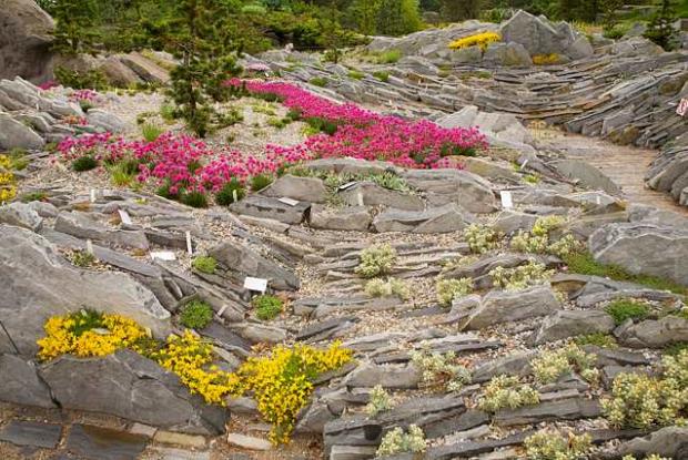 Culture des plantes alpines et de rocaille | Espace pour la vie Culture des plantes alpines et de rocaille | Espace pour la vie
