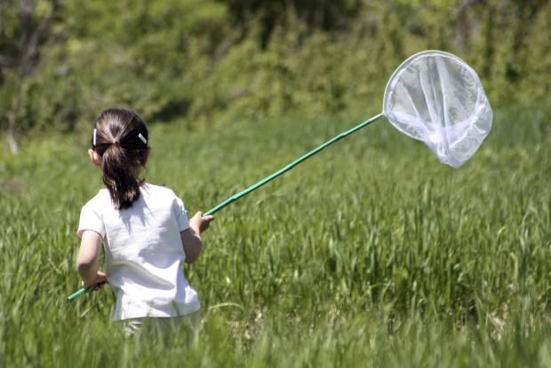 Catching Insects Space For Life