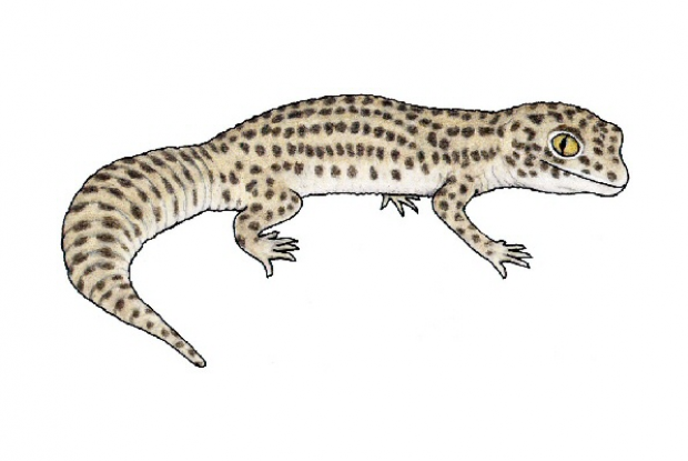 leopard gecko