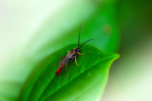 ichneumon wasps space for