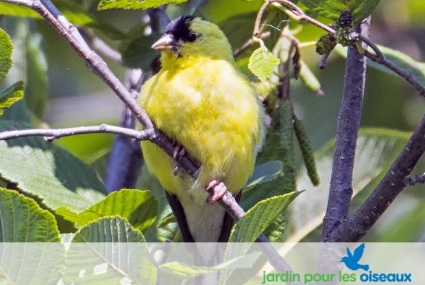 Jardin pour les oiseaux | Espace pour la vie Jardin pour les oiseaux | Espace pour la vie