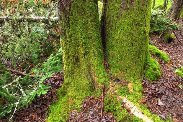 mosses space for life