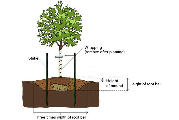 planting in poorly drained