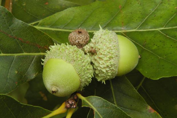 growing oak trees from acorns space for life