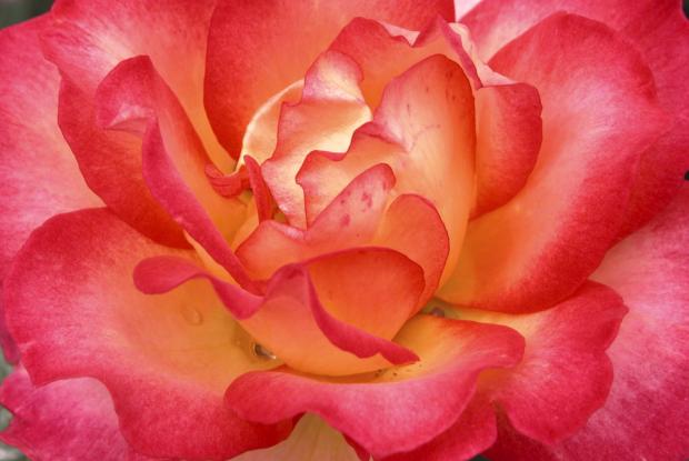 say it with flowers space for life