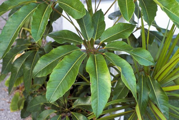 schefflera space for life