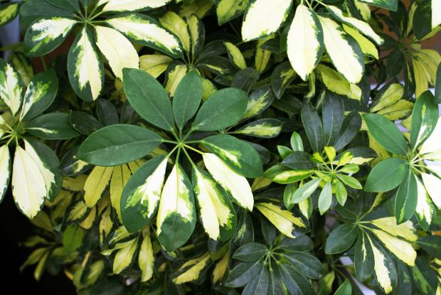 schefflera space for life