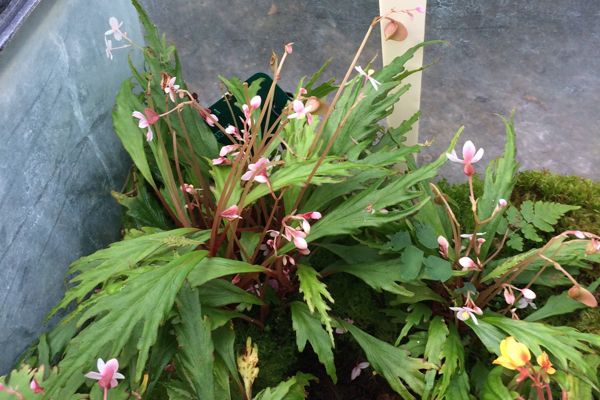 Two Newly Discovered Species of Begonia, Cultivated Here at the Jardin  botanique de Montréal | Blog | Space for life