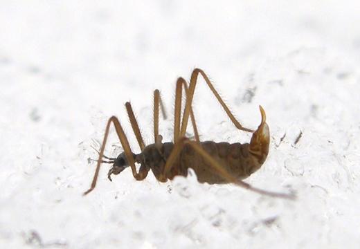 The incredible snow fly | Blog | Space for life