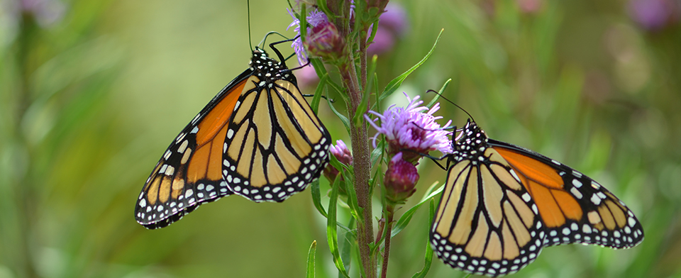 The astonishing memory of monarch butterflies, Blog
