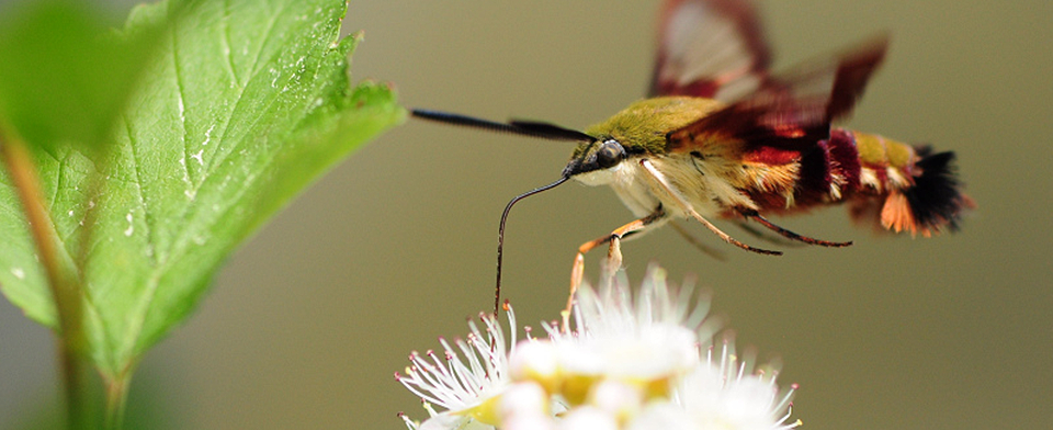 A quoi sert une fleur ?