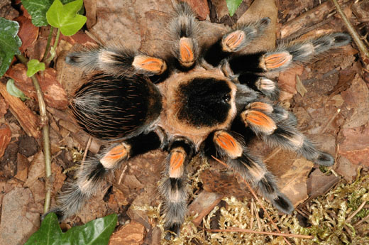 Les araignées sauteuses deviennent aveugles de faim… littéralement !