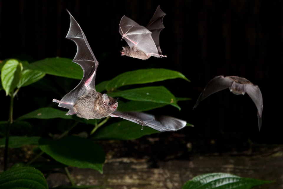 Plan to use baby bats as bait to move flying fox colony away from