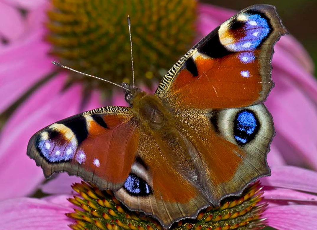 peacock butterfly animal crossing