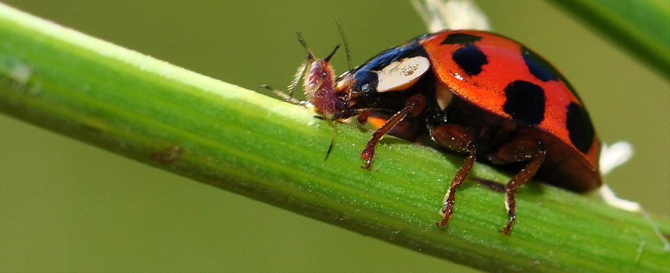 Manger des insectes : une nouvelle pièce dans la pyramide alimentaire? -  Ask The Scientists