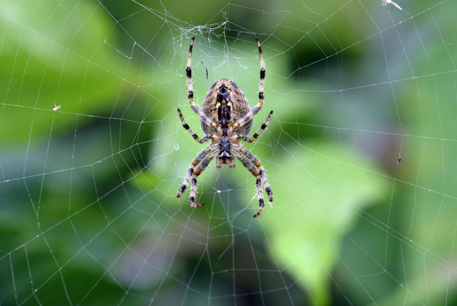 Les araignées synanthropes du Québec