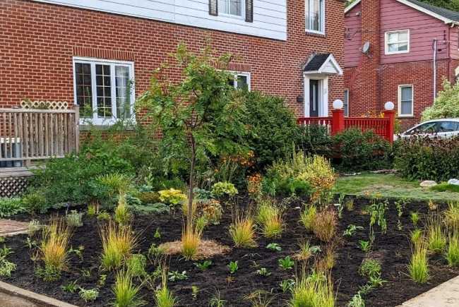 The pollinator garden during its transformation