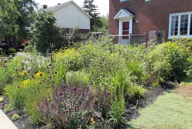 The pollinator garden after its transformation
