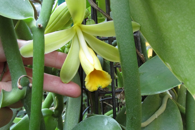 Vanilla pompona