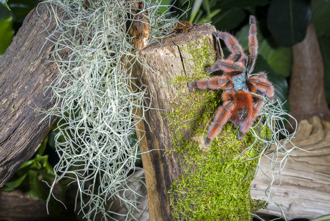 Faut-il avoir peur de l'araignée Cheiracanthium mildei?