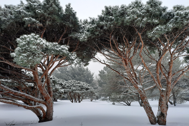 Ces pins sylvestres (Pinus sylvestris 'Watereri') offrent un magnifique paysage hivernal du Jardin botanique.