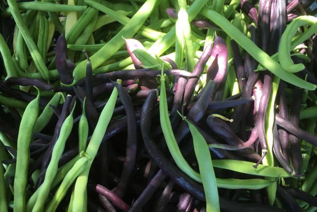 Green beans offer abundant harvests