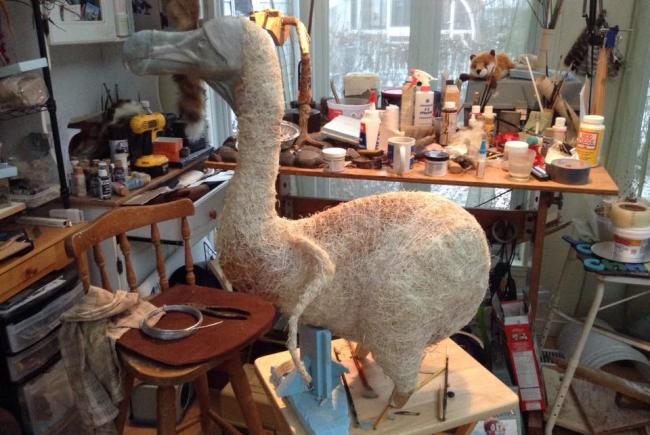 Restauration du dodo