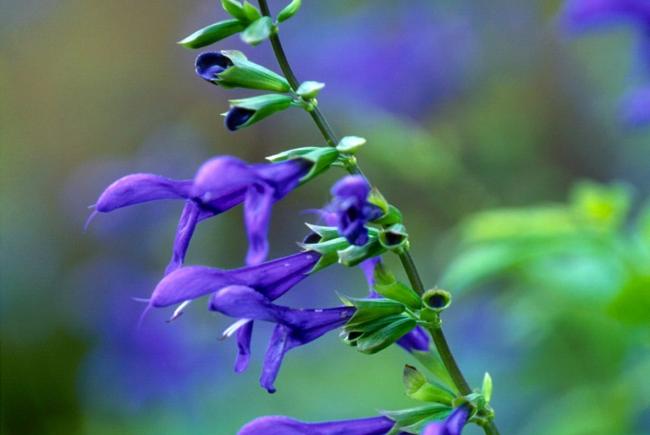 Salvia sp., a flower with a long corolla.