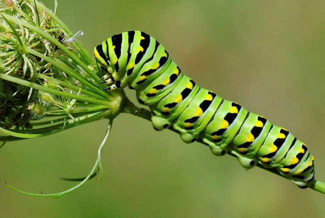Black swallowtail caterpillar (Papilio polyxenes)