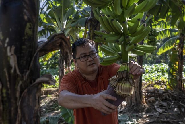 Zhou Lifu in the family banana plantation (Abang)