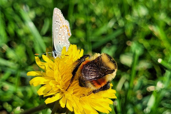 Selon certaines études, le pollen fourni par les pissenlits ne serait pas de qualité optimale pour les pollinisateurs indigènes de l’Amérique du Nord.