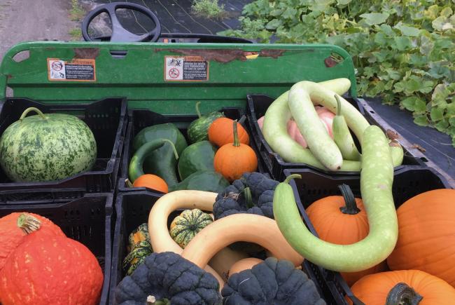 Winter squash can be stored for a long time