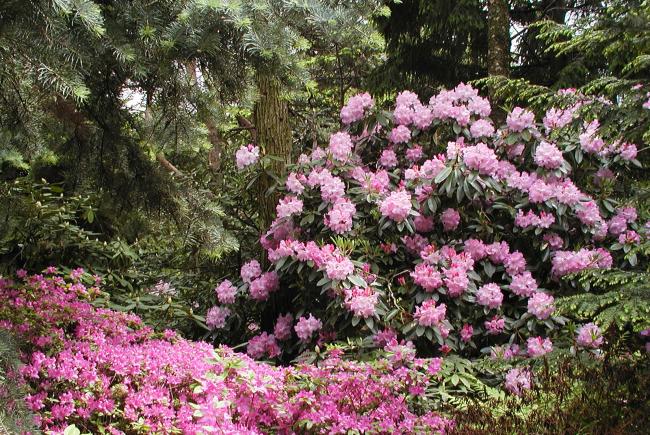 Le Jardin Leslie Hancock en fleurs démontrant une diversité de rhododendrons.