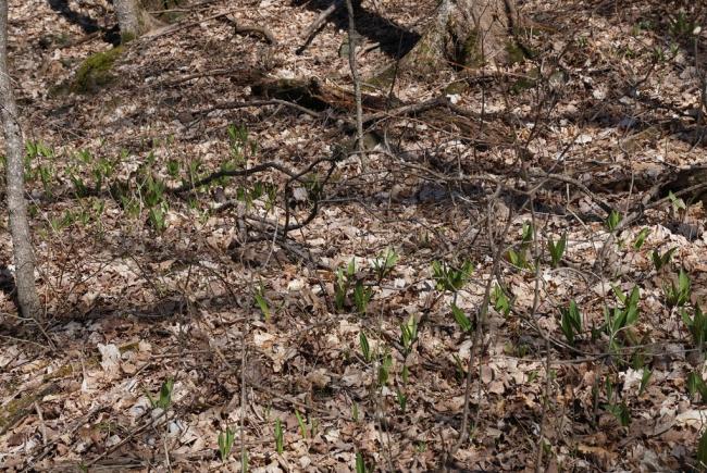Small colony of wild leek easily visible in mid-April