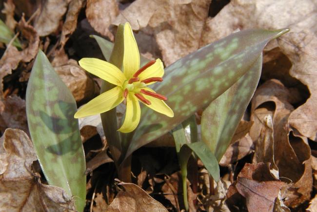 L’erythrone d’amérique est largement répandue dans les érablières au Québec