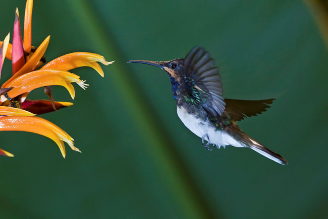 Recette de nectar pour attirer les colibris