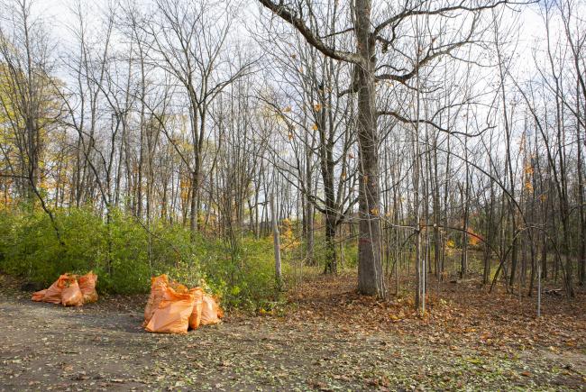 8- Limite du terrain envahi par le nerprun et après la coupe par les jeunes  