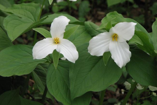 Le trille blanc, une espèce indicatrice de sous-bois riche