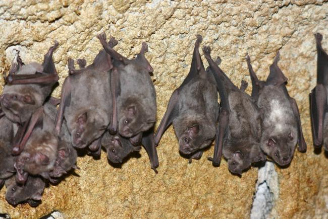 Baby Bats Getting To Know You Blog Space For Life