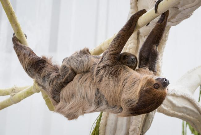 Sloths - mother and offspring