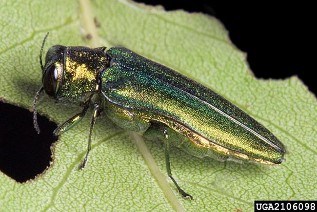Action plan against the emerald ash borer at the Jardin