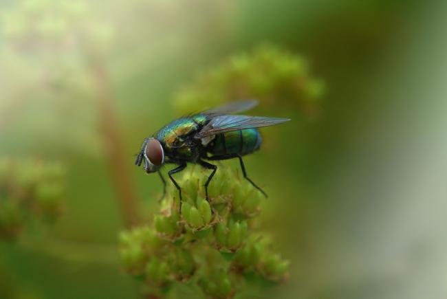Calliphoridae generally display metallic blue or green colors. The larvae are necrophagious, but adults feed on liquid, including nectar from flowers.