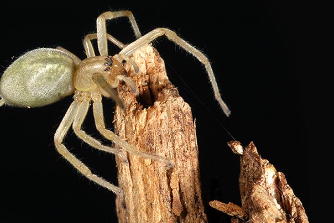 Faut-il avoir peur de l’araignée Cheiracanthium mildei, cette petite araignée verdâtre ou jaunâtre?