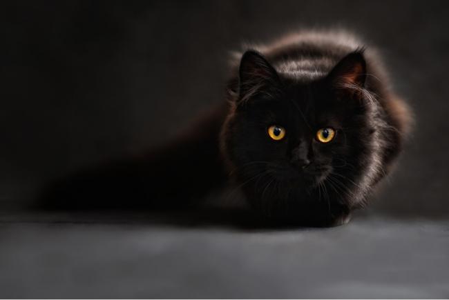 Chat silhouette