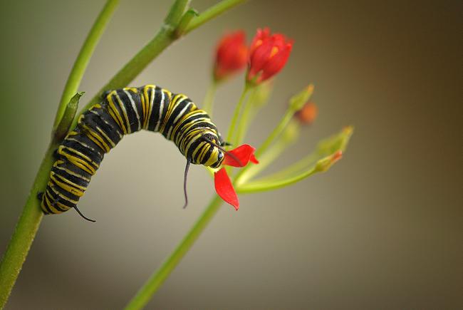 Monarch caterpillar on milkweed leaves.