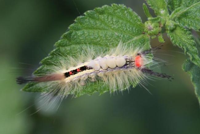 Caterpillar blanche 2024