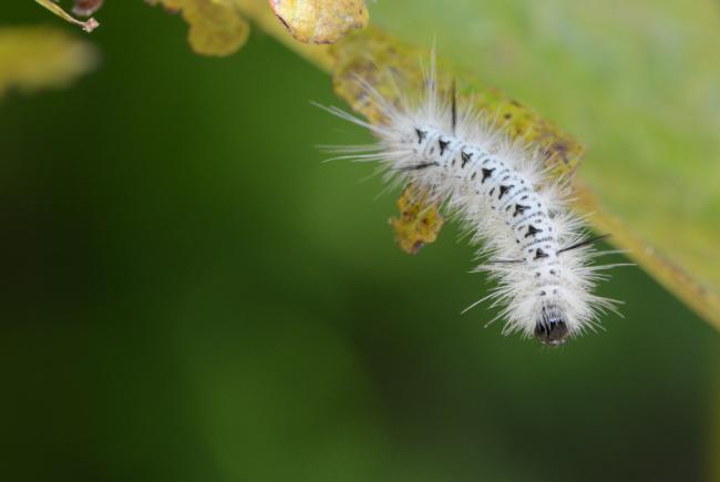 caterpillar blanche