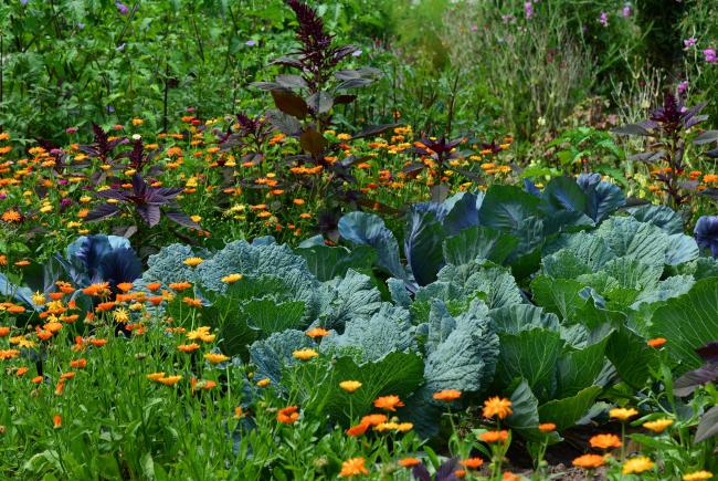Tips and advice for a productive vegetable garden